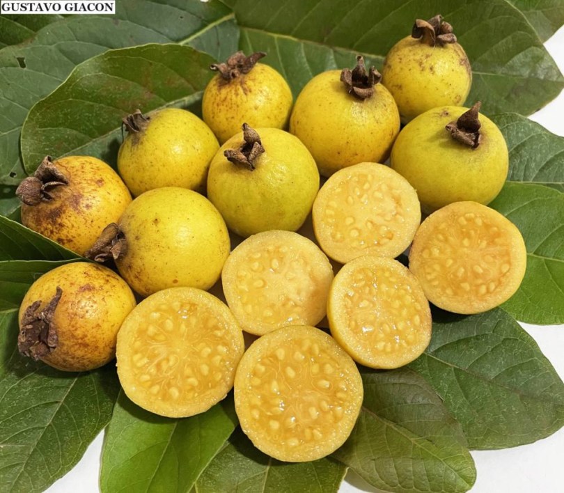 Brazil guava - Psidium guineense, Psidium guineense, fagyérzékeny, gyümölcs